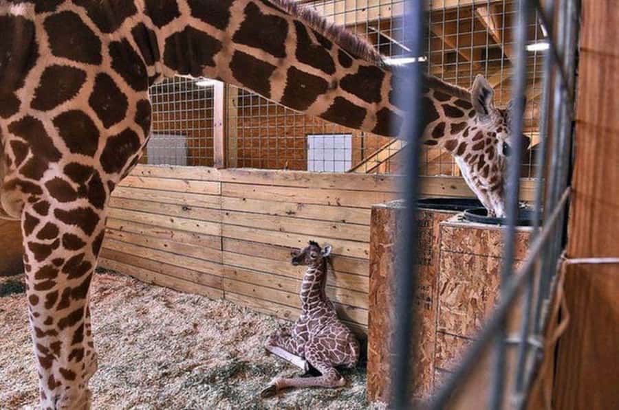 Nairobi: National Park, Elephant Orphanage & Giraffe Center - Key Points You’ll Care About