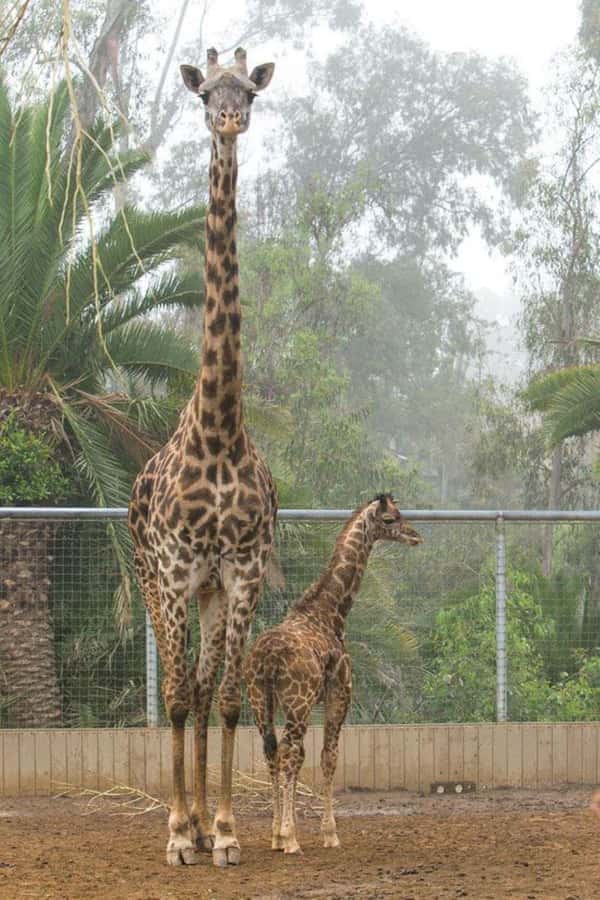 Nairobi: National Park, Elephant Orphanage & Giraffe Center - A City-Safari Day With an Open-Top Van