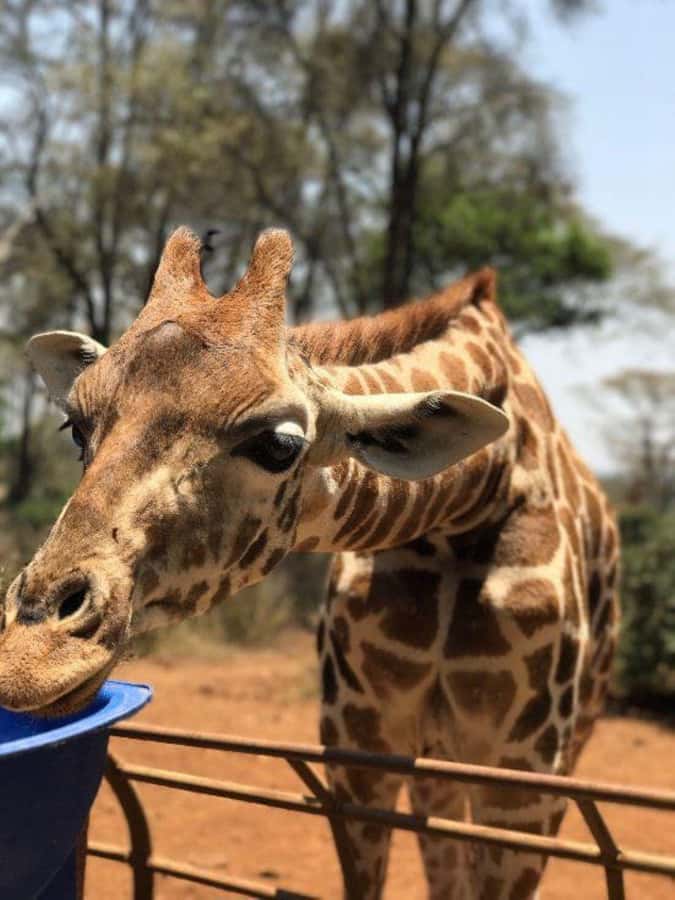 Nairobi: National Park, Elephant Orphanage & Giraffe Center - David Sheldrick Elephant Orphanage: The Most Emotional Stop