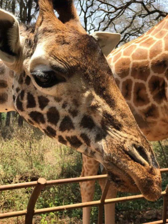 Nairobi: National Park, Elephant Orphanage & Giraffe Center - Giraffe Centre: Up Close With Their Gentle Side