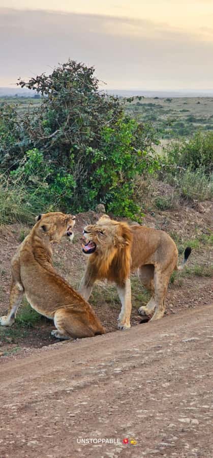 Nairobi: National Park, Elephant Orphanage & Giraffe Center - Kazuri Beads and Leather Factory: Crafts With a Real Process