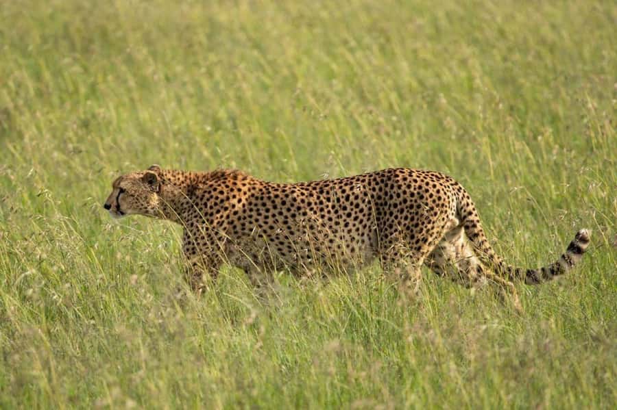 Nairobi: National Park, Elephant Orphanage & Giraffe Center - Timing, Transport, and What to Bring