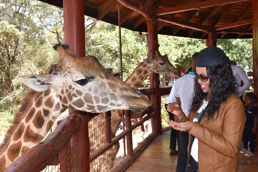 Nairobi: National Park, Elephant Orphanage, & Giraffe Centre - Key Things to Know Before You Go