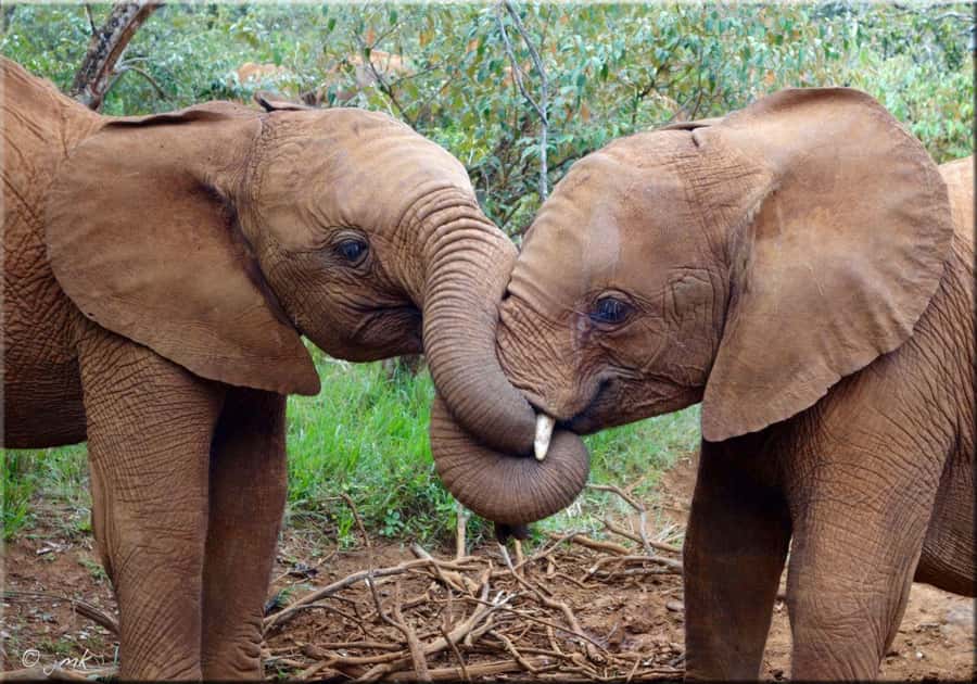 Nairobi: National Park, Elephant Orphanage, & Giraffe Centre - Giraffe Centre, Rothschild Giraffes, and That Perfect Photo Angle