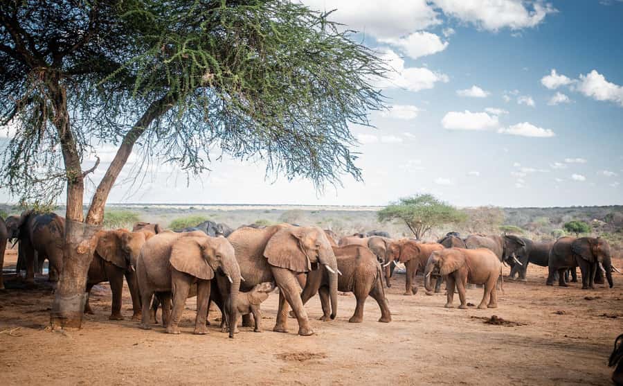 Nairobi: National Park, Elephant Orphanage, & Giraffe Centre - Price and Logistics, How the $76 Can Turn Into More