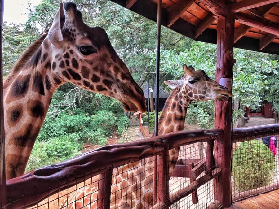 Nairobi: National Park, Elephant Orphanage, & Giraffe Centre - What Makes the Day Work, and Why the Guides Matter