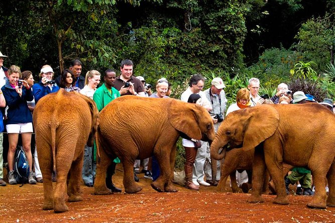 Nairobi National Park, Elephant Orphanage, Giraffe Centre Tour - The 5:30 AM start, and why it matters in Nairobi