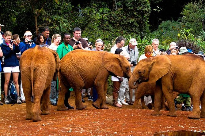 Nairobi National Park, Elephant Orphanage, Giraffe Centre Tour - David Sheldrick Elephant Orphanage: feeding energy and up-close moments