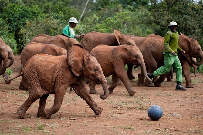 Nairobi National Park, Elephant Orphanage, Giraffe Centre Tour - Karen Blixen Museum: slowing down after animal overload