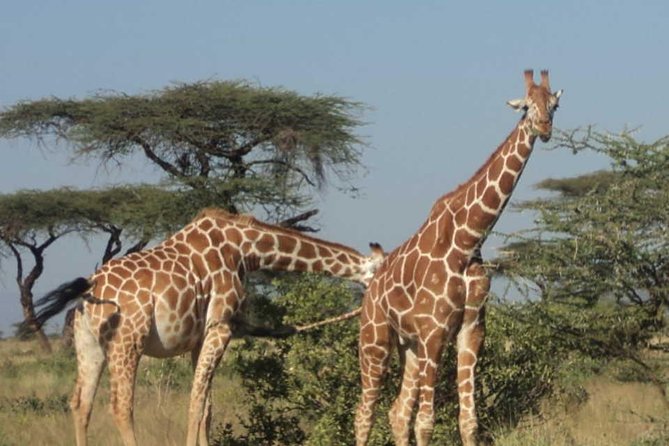 Nairobi National Park, Elephant Orphanage, Giraffe Centre Tour - Price and logistics: what $45 really buys you
