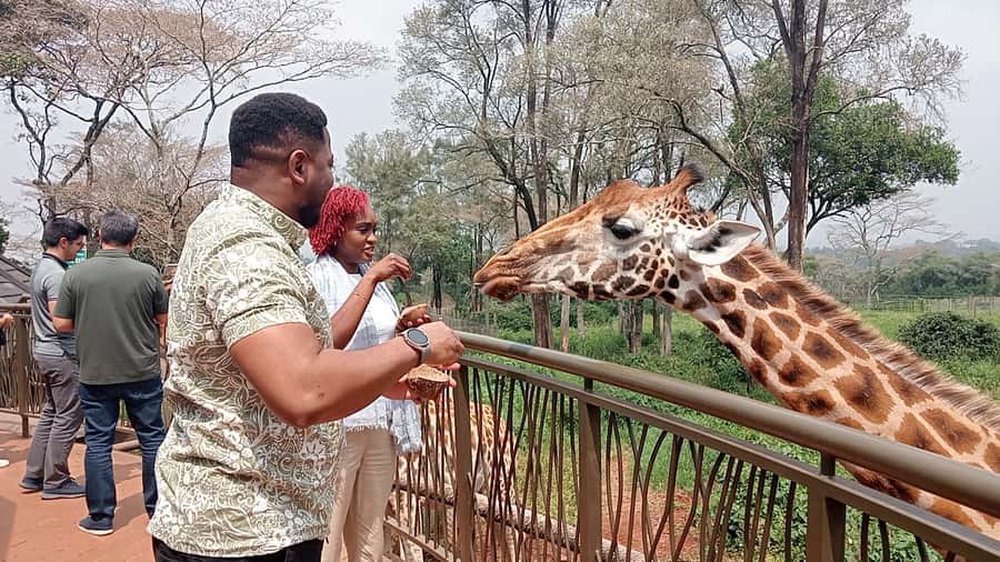 Nairobi: National Park, Elephant Orphanage, & Giraffe Centre - Sheldrick Wildlife Trust Elephant Nursery, The 11:00 to 12:00 Timing Trap