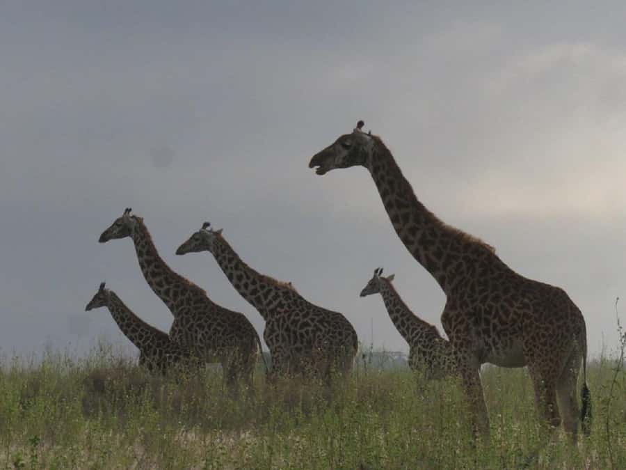 Nairobi: National Park, Elephant Orphanage & Giraffe Tour - Key highlights worth your time