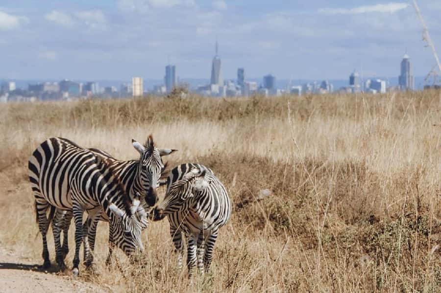Nairobi: National Park, Elephant Orphanage & Giraffe Tour - Price and value: what $32 gets you and what you should watch