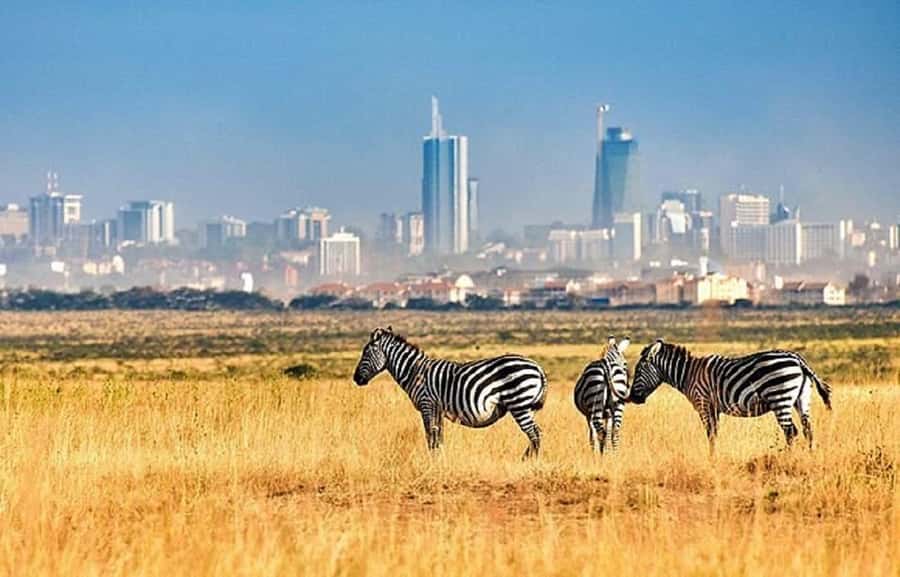 Nairobi: National Park, Elephant Orphanage & Giraffe Tour - Who this tour suits best