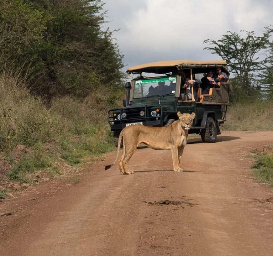 Nairobi: National Park, Elephant Orphanage & Giraffe Tour - Nairobi National Park game drive: the big-picture warm-up