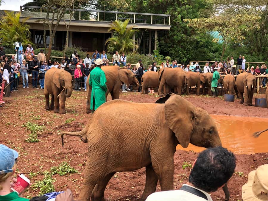 Nairobi; National Park, Elephant Sanctuary & Giraffe Center. - Key Things You’ll Notice During This Nairobi Day