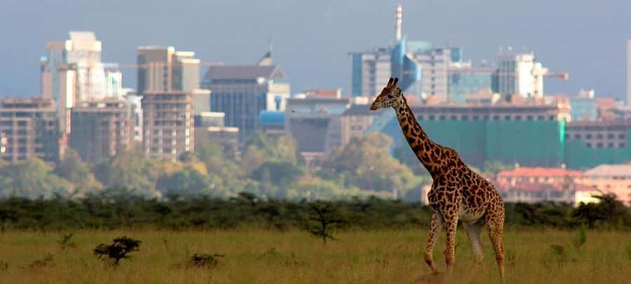 Nairobi; National Park, Elephant Sanctuary & Giraffe Center. - How Long Is Enough, and What the Day Feels Like