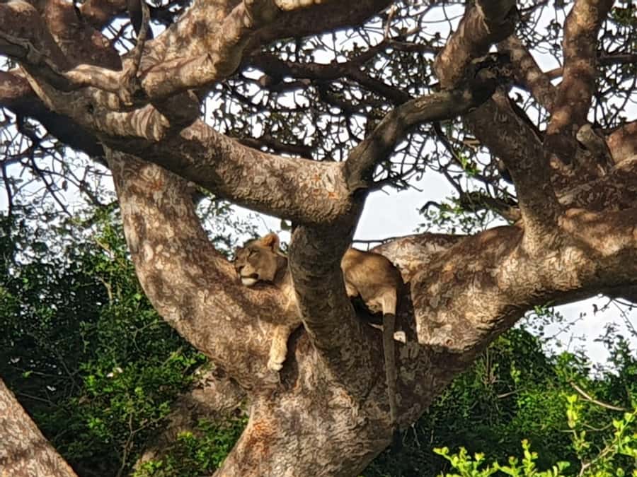 Nairobi; National Park, Elephant Sanctuary & Giraffe Center. - What You Get for the Money, and Who This Works For