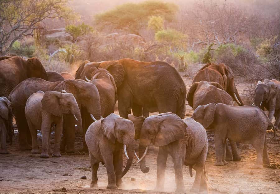 Nairobi; National Park, Elephant Sanctuary & Giraffe Center. - Should You Book This Nairobi National Park and Elephant Sanctuary Day?
