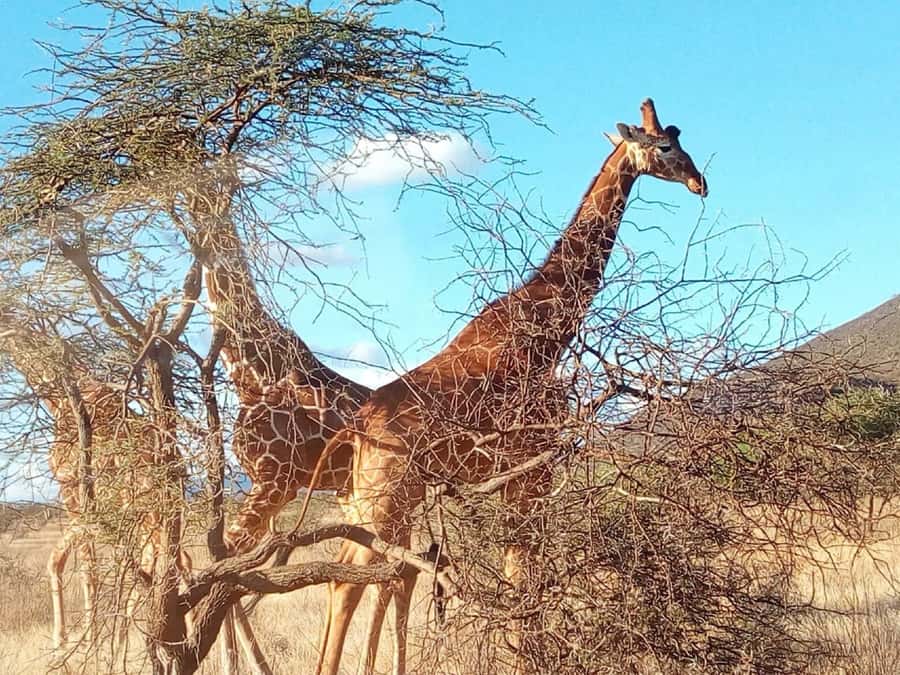 Nairobi National Park, Elephants, Giraffes & Bomas Day Trip - Nairobi National Park in a day: why this works for first-timers
