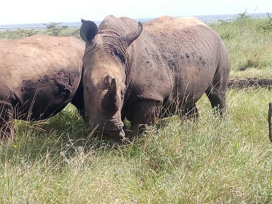 Nairobi National Park, Elephants, Giraffes & Bomas Day Trip - Big cats, rhinos, and the “Nairobi safari bonus”