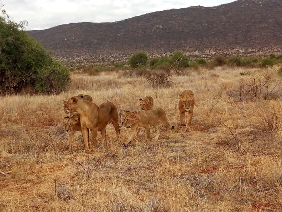 Nairobi National Park, Elephants, Giraffes & Bomas Day Trip - Bomas of Kenya: dancing, songs, and culture in motion