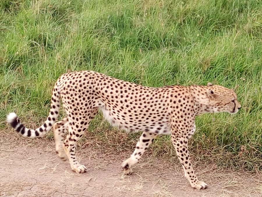 Nairobi National Park, Elephants, Giraffes & Bomas Day Trip - Price and what you still need to budget for