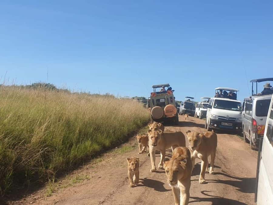 Nairobi National Park Evening Game Drive - Nairobi National Park is tiny, but the safari feeling is real