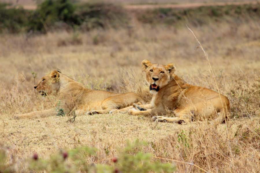 Nairobi National Park Evening Game Drive - The drive format: hotel pickup, straight into the action, then back