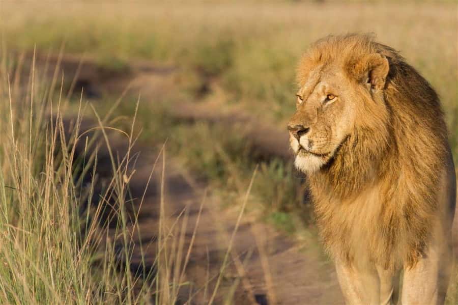 Nairobi National Park Evening Game Drive - Price and value: $80 for the safari experience, plus park entrance fees