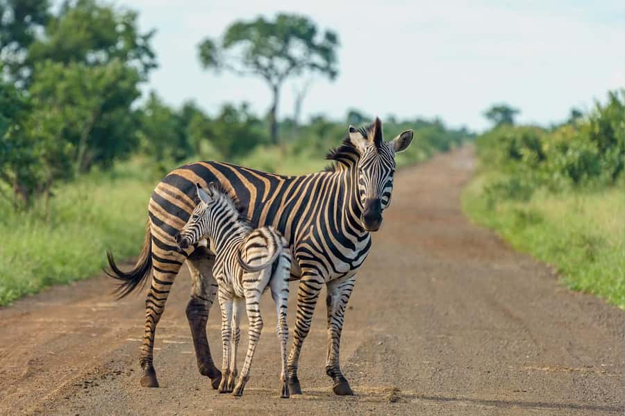 Nairobi National Park: Free WIFI connection - Key highlights you will actually care about