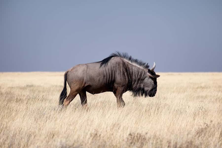 Nairobi National Park: Free WIFI connection - Getting the most out of your wildlife time, without overthinking it