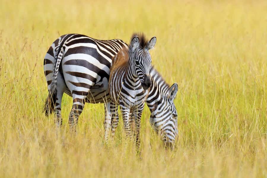 Nairobi National Park: Free WIFI connection - Price and value: what $80 covers, and what to budget for next
