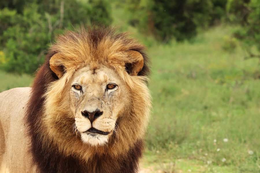 Nairobi National Park: Free WIFI connection - Nairobi National Park game drive, Big Five minus elephants
