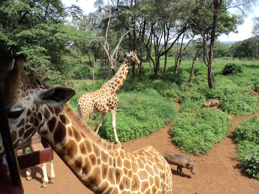 Nairobi National Park Full-Day Tour: Private 4WD with Guide - Nairobi National Park beside the city, the safari twist you will feel