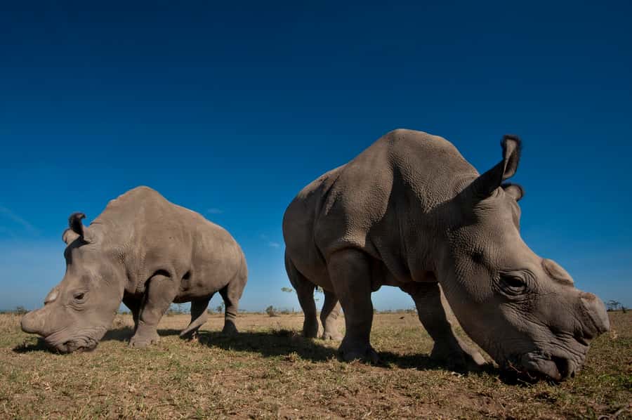 Nairobi National Park Full-Day Tour: Private 4WD with Guide - The Nairobi National Park game drive: what to expect on the ground