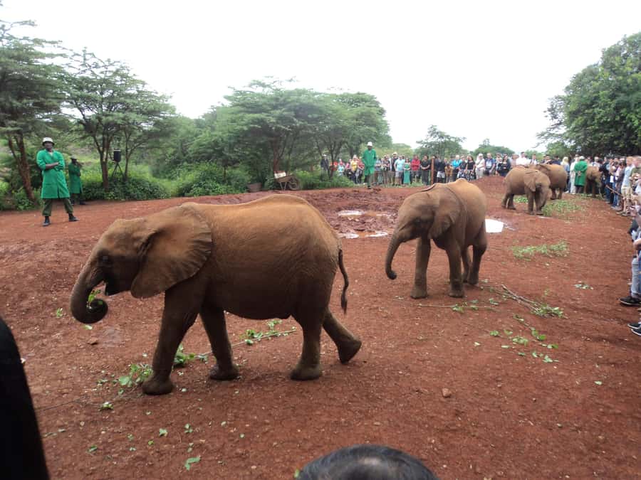 Nairobi National Park Full-Day Tour: Private 4WD with Guide - Giraffe Centre: Rothschild’s giraffes up close, plus the crowd factor