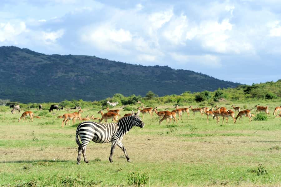 Nairobi National Park Full or Half-Day Tour with Guide - Key highlights that make this tour click