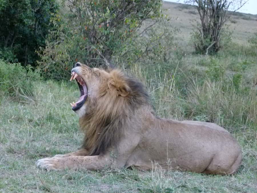 Nairobi National Park Full or Half-Day Tour with Guide - The 4-hour game drive: what to watch for in the time you have