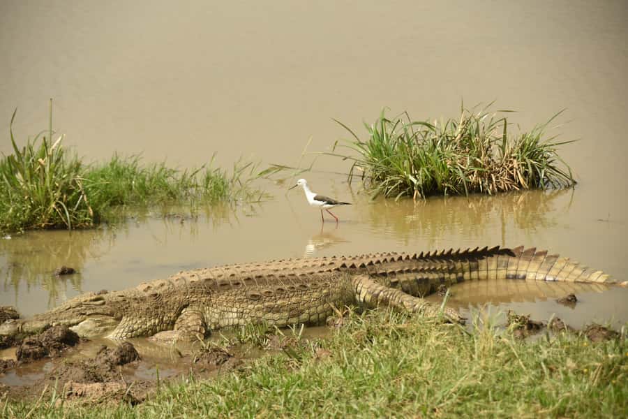 Nairobi National Park Full or Half-Day Tour with Guide - Big cat and rhino viewing, with photo-friendly vehicle positioning