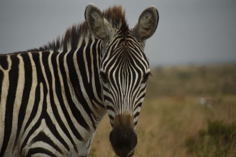 Nairobi National Park Full or Half-Day Tour with Guide - Hippo Pools, ivory burning monument, and the small stops that add meaning