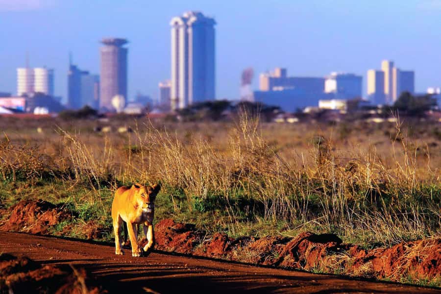 Nairobi National Park Full or Half-Day Tour with Guide - Afternoon dinner and the safari cat dance show, with a late return