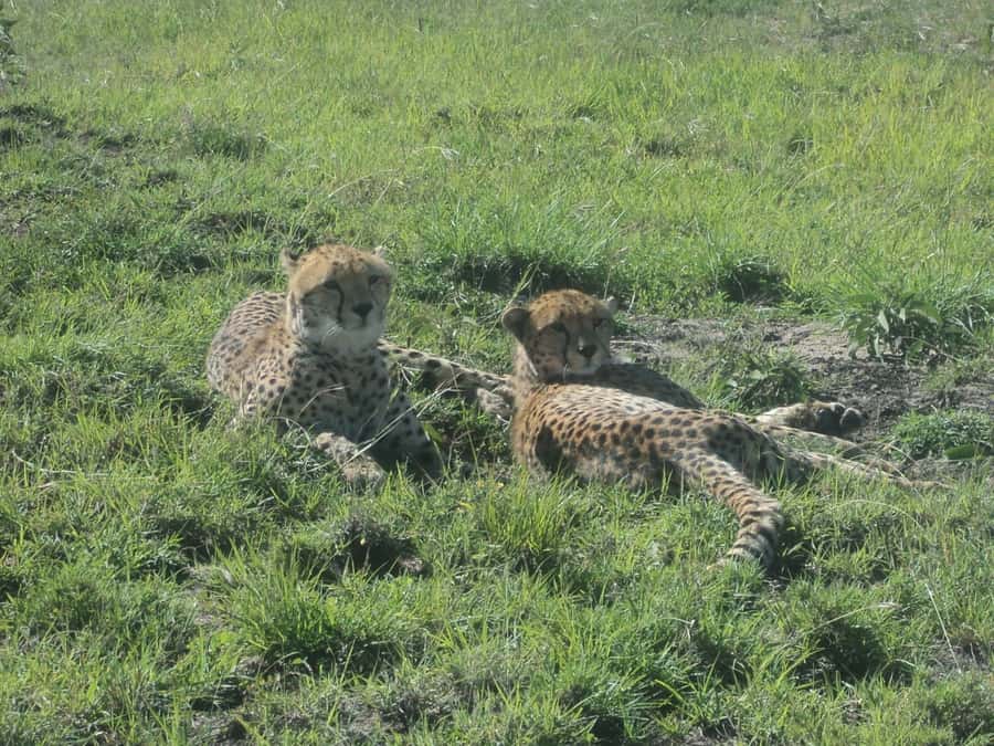 Nairobi National Park Full or Half-Day Tour with Guide - Morning half-day, afternoon game drive, or full-day with giraffes and Karen Blixen