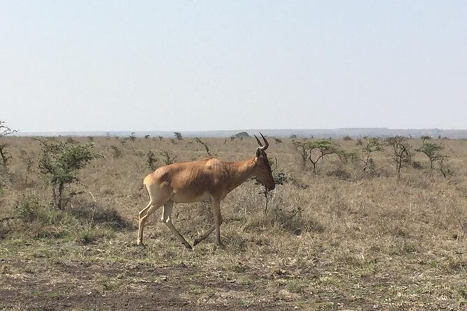 Nairobi National Park game drive. Free Airport pick / drop off. - What the guide adds, from spotting to context