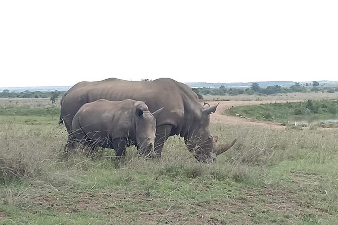 Nairobi National Park game drive. Free Airport pick / drop off. - When to choose morning vs afternoon