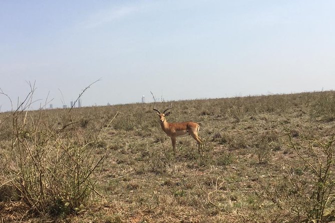 Nairobi National Park game drive. Free Airport pick / drop off. - Small-group safari value: who this is best for
