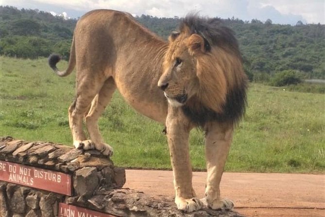 Nairobi National Park game drive. Free Airport pick / drop off. - Quick packing and readiness checklist
