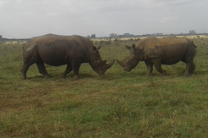 Nairobi National Park game drive. Free Airport pick / drop off. - The 4-hour game drive: what you do, what you look for