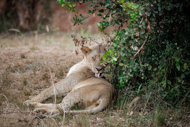 Nairobi National Park Game Drive - Shared Experience in Open Jeep - How the guide helps you actually spot animals