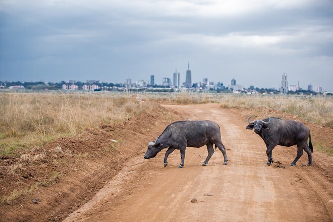 Nairobi National Park Game Drive - Shared Experience in Open Jeep - Photo and comfort tips for open-jeep wildlife time